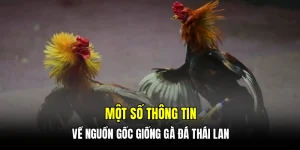 Gà Đá Thái Lan - Bí Mật Những Trận Đấu Đỉnh Cao Tại C168